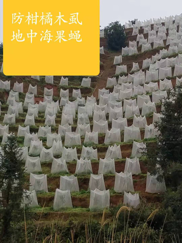 地中海果实蝇防虫网